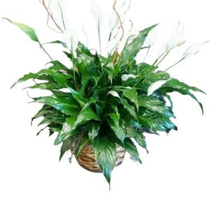 "The Peace Lily"