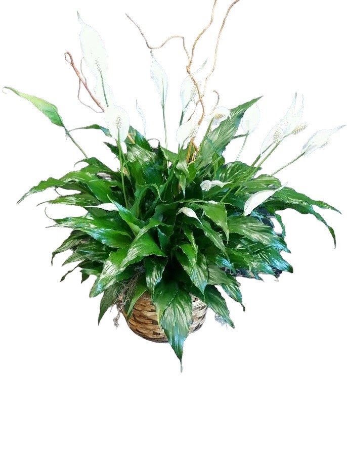 "The Peace Lily"
