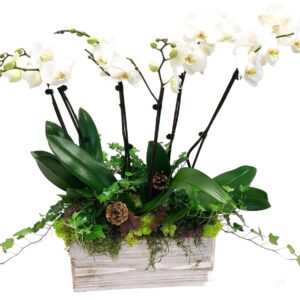 Orchid & Ivy Planter