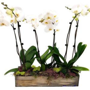 Orchid Planter