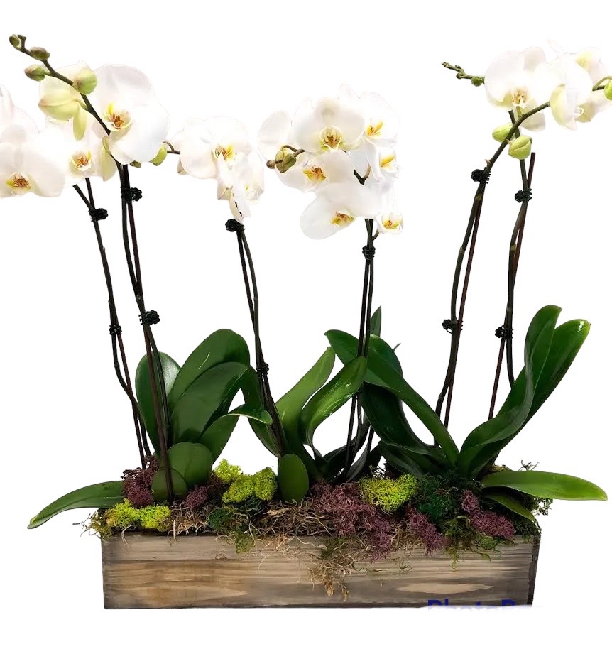 Orchid Planter