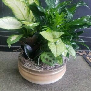 Elegant Dish Garden -Large