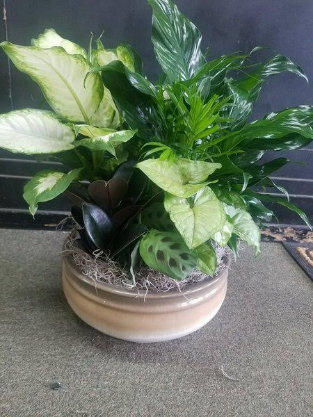 Elegant Dish Garden -Large