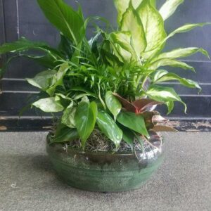 Elegant Dish Garden -Medium