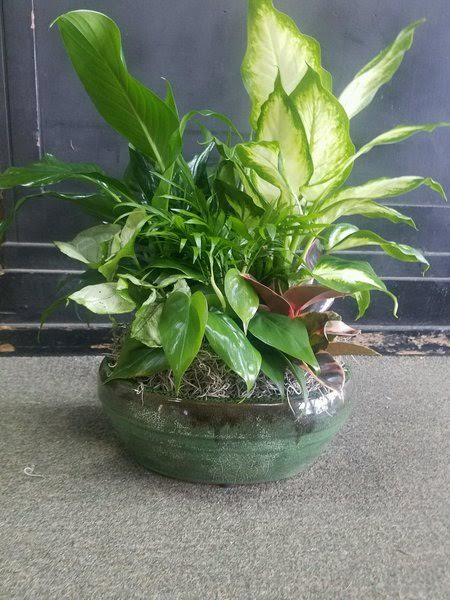 Elegant Dish Garden -Medium